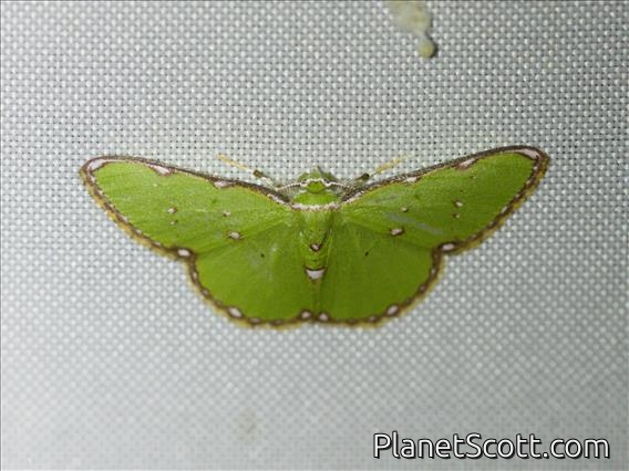 Emerald Moth (Argyrocosma inductaria)
