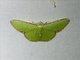 Emerald Moth (Argyrocosma inductaria)