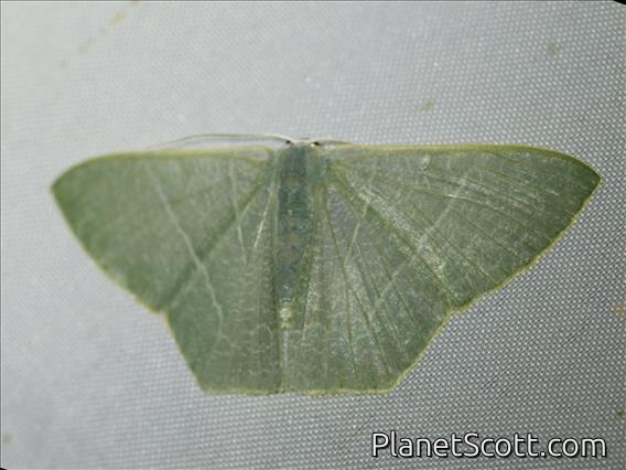 Emerald Moth (Geometridae sp)