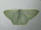 Emerald Moth (Geometridae sp)