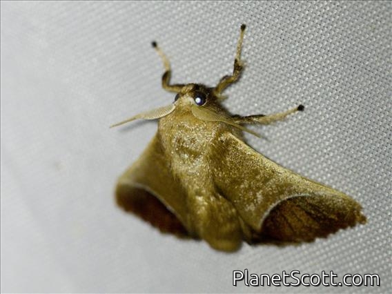 Cutworm Moth (Noctuidae sp)