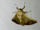 Cutworm Moth (Noctuidae sp)