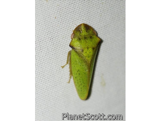 Flat-headed Leafhopper (Tituria sp)