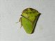 Flat-headed Leafhopper (Tituria sp)