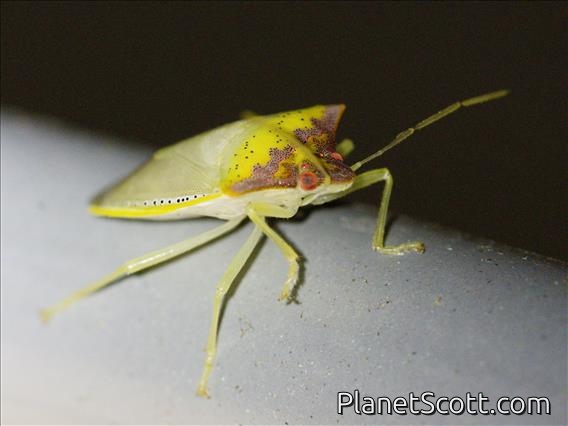 Stink Bug (Priassus exemptus)