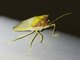 Stink Bug (Priassus exemptus)