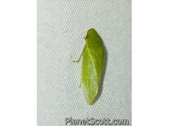 Flat-headed Leafhopper (Petalocephala sp)