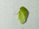 Flat-headed Leafhopper (Petalocephala sp)