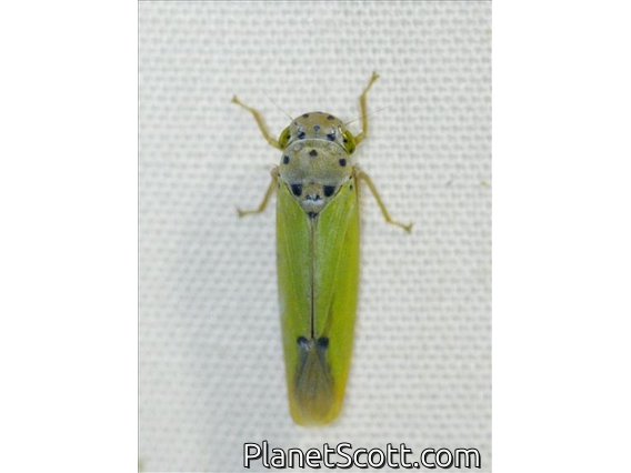 Sharpshooter (Cicadellidae sp)