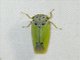 Sharpshooter (Cicadellidae sp)