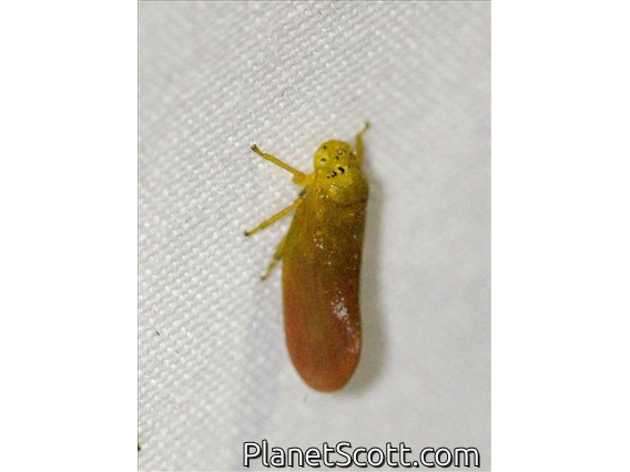 Froghopper (Eoscarta semirosea)