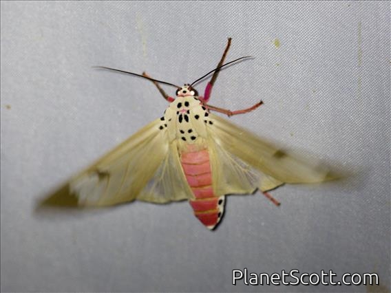Tiger Moth (Amerila astreus)