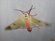 Tiger Moth (Amerila astreus)