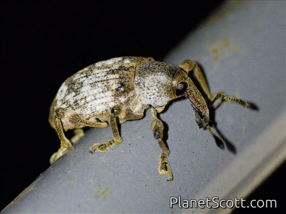 Weevil (Aclees sp)