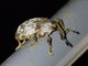 Weevil (Aclees sp)