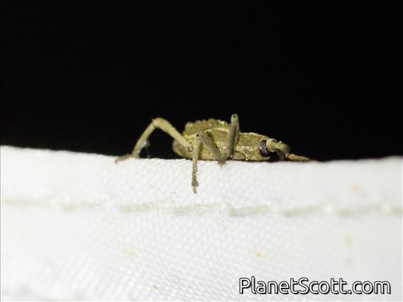 Weevil (Curculionidae sp)