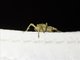 Weevil (Curculionidae sp)