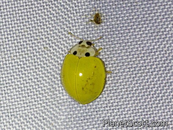 Yellow Ladybird Beetle (Illeis koebelei)