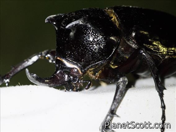 Chiron Beetle (Chalcosoma chiron)