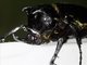 Chiron Beetle (Chalcosoma chiron)