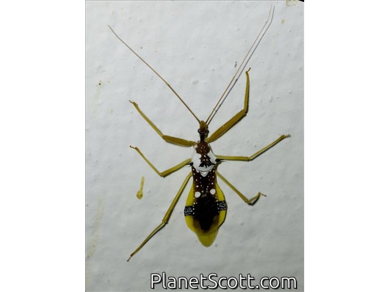Assassin Bug (Epidaus famulus)