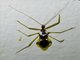 Assassin Bug (Epidaus famulus)