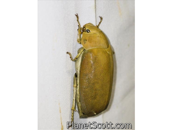 Sugarcane White Beetle (Lepidiota stigma)