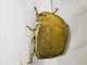 Sugarcane White Beetle (Lepidiota stigma)