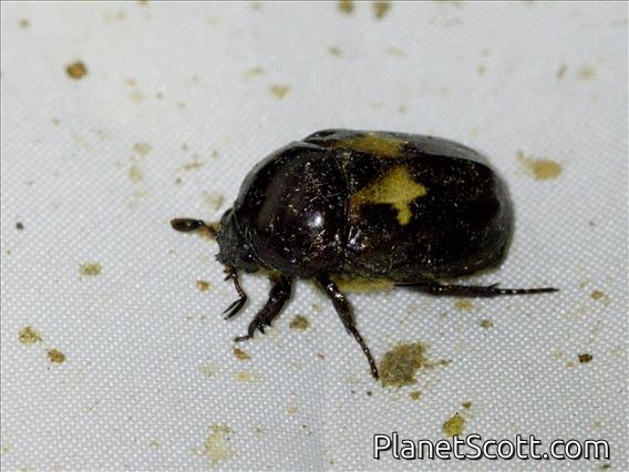 Shining Leaf Chafer (Parastasia klossi)