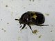 Shining Leaf Chafer (Parastasia klossi)