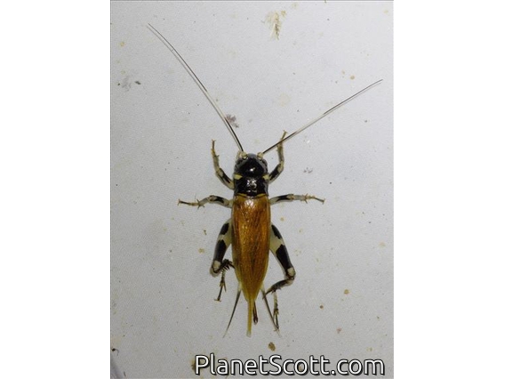 FIeld Cricket (Gymnogryllus leucostictus)