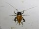 Field Cricket (Gymnogryllus sp)