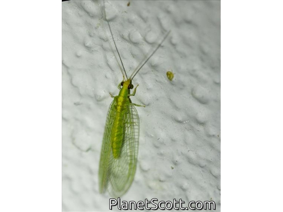 Carnea-group Green Lacewings (Chrysoperla carnea)