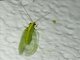 Carnea-group Green Lacewings (Chrysoperla carnea)