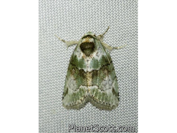 Cutworm Moth (Stenoloba sp)