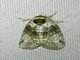Cutworm Moth (Stenoloba sp)