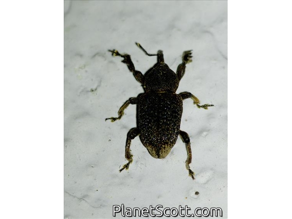 Weevil (Sclerocardius indicus)