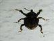 Weevil (Sclerocardius indicus)