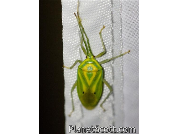 Stink Bug (Urolabida histrionica)