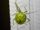 Stink Bug (Urolabida histrionica)