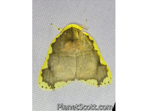 Tufted Moth (Chandica quadripennis)