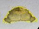 Tufted Moth (Chandica quadripennis)