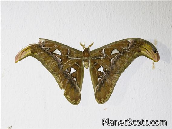 Atlas Moth (Attacus atlas)