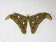 Atlas Moth (Attacus atlas)