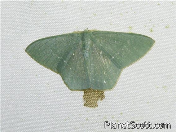 Emerald Moth (Orothalassodes sp)