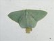 Emerald Moth (Orothalassodes sp)