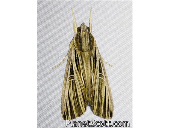 Erebid Moth (Ercheia multilinea)