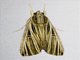 Erebid Moth (Ercheia multilinea)