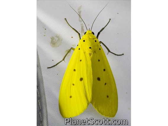 Yellow Tiger Moth (Agape chloropyga)