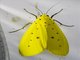 Yellow Tiger Moth (Agape chloropyga)